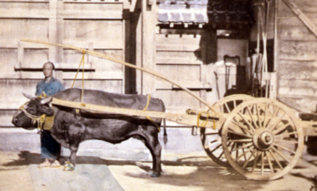 馬車と牛の中国人男性、1890年（手描きの写真）